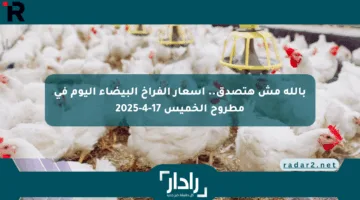 بالله مش هتصدق.. أسعار الفراخ البيضاء اليوم في مطروح الخميس 17-4-2025